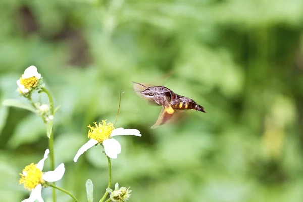 Moth in flight — Stock Photo, Image