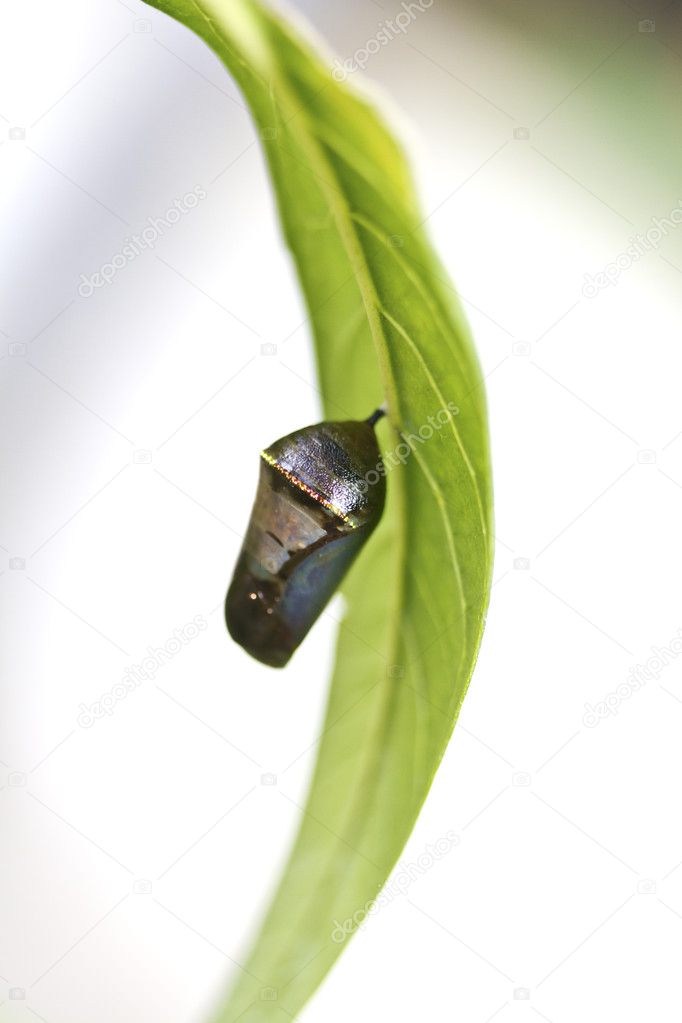 Chrysalis of butterfly
