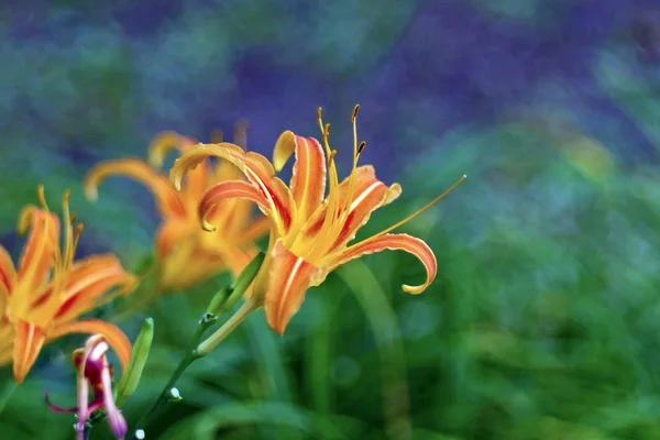 Kleurrijke bloemen — Stockfoto