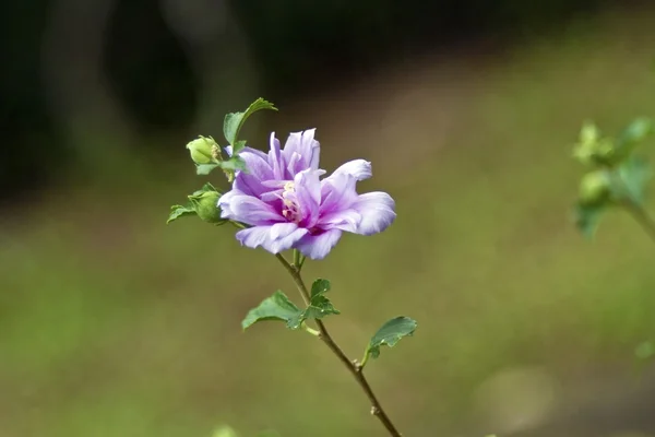 Flores de colores — Foto de Stock