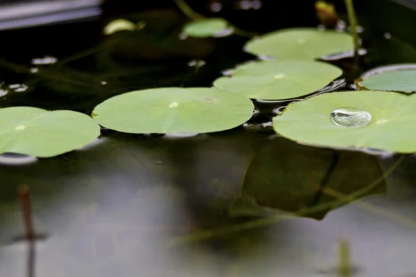 Folhas de lótus verde — Fotografia de Stock