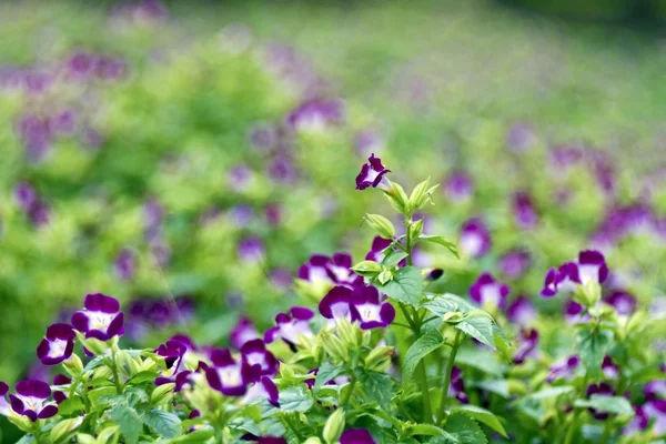 Färgglada blommor — Stockfoto