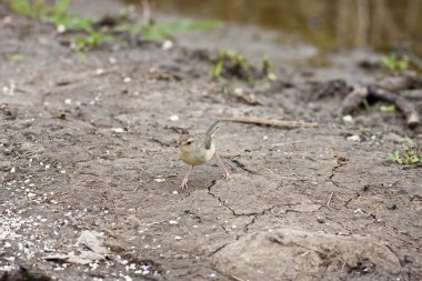 prinia sarımsı kahverengi çevrili