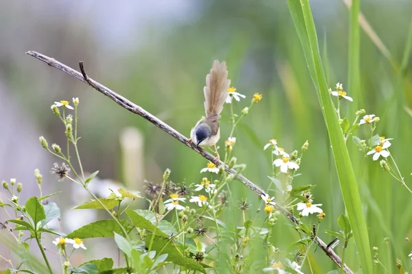 Wren Warbler dal ventre giallo — Foto Stock