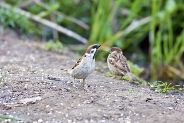 Tree sparrow — Stock Photo, Image