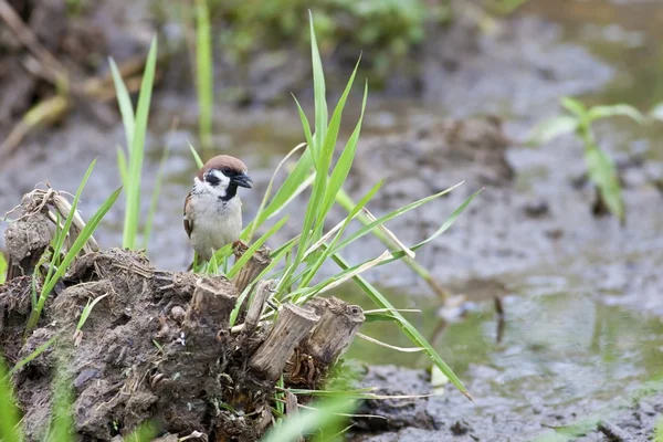 Tree sparrow — Stock Photo, Image