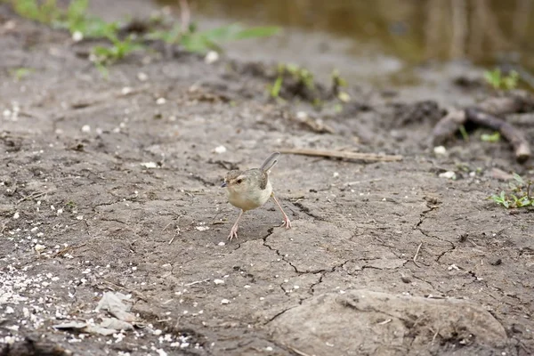 Tawny-flanked Prinia — Stock Photo, Image