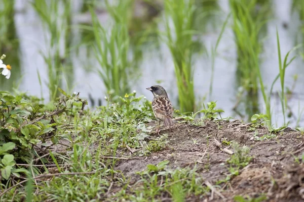 Black-faced Bunting — Stock Photo, Image