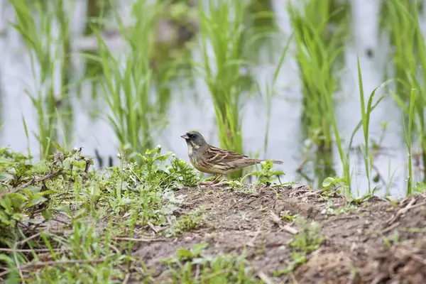 Black-faced Bunting — Stock Photo, Image