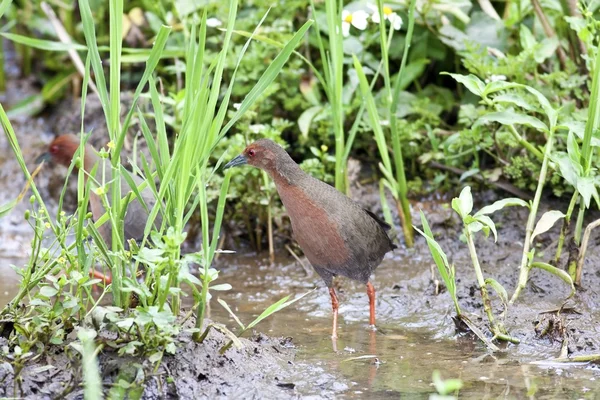 Ruddy-breasted Crake — Stock Photo, Image