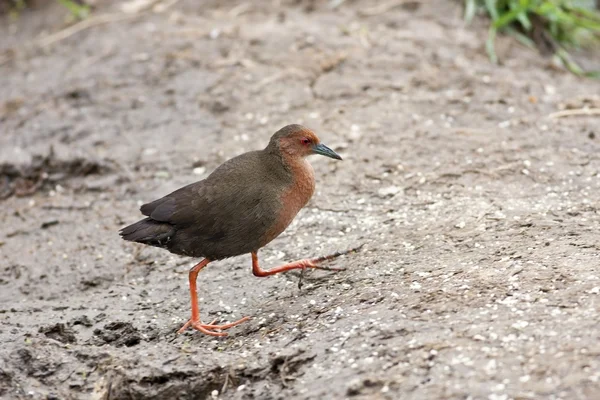 Ruddy-breasted Crake — Stock Photo, Image