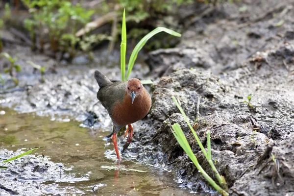 Ruddy-breasted Crake — Stock Photo, Image