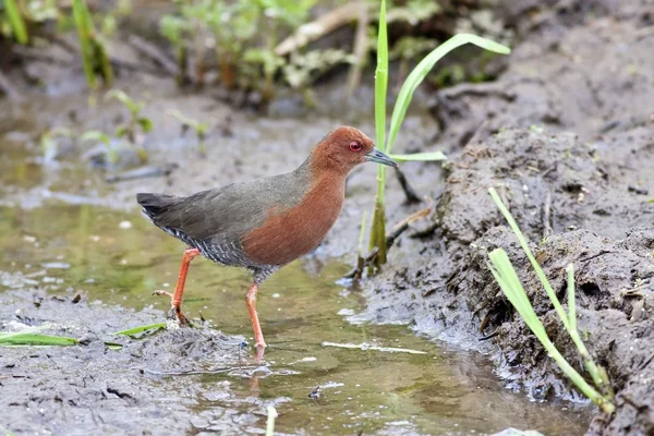 Ruddy-breasted Crake — Stock Photo, Image