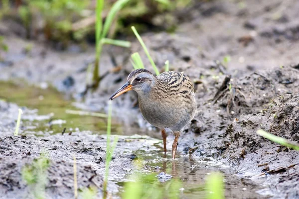 Water Rail — Stock Photo, Image