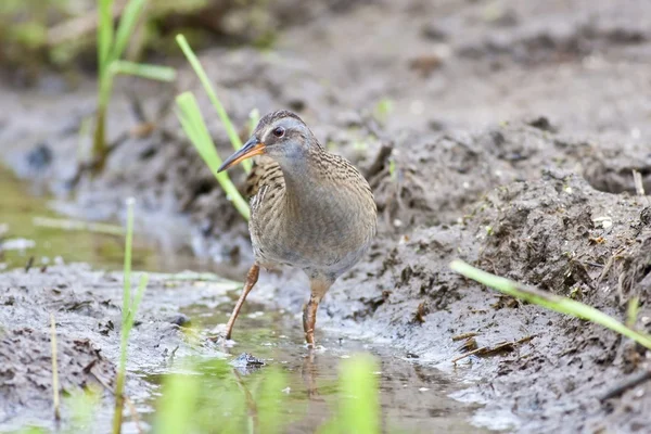 Water Rail — Stock Photo, Image