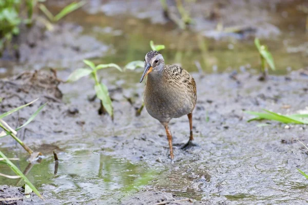 Water Rail — Stock Photo, Image