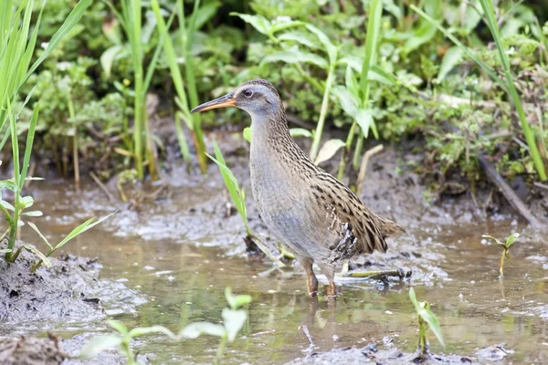 Water Rail — Stock Photo, Image