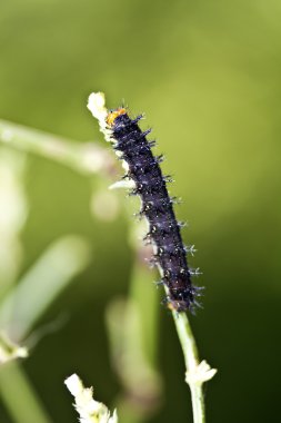 Kelebek larva