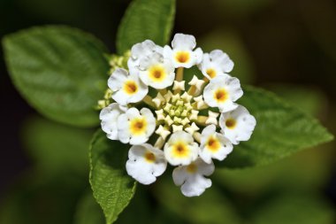 Lantana camara