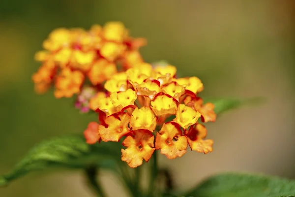 Lantana camara — Stockfoto