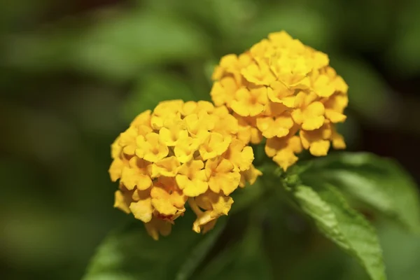 Lantana camara — Stock fotografie