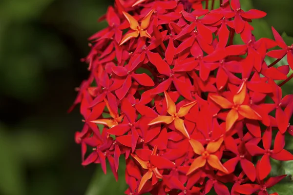 Red flowers — Stock Photo, Image