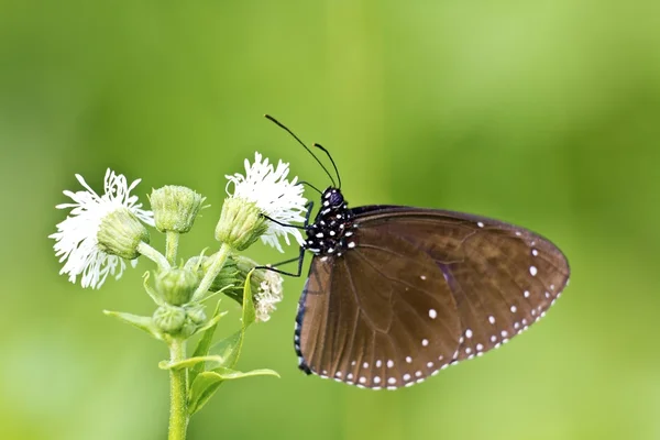 Motyl — Zdjęcie stockowe