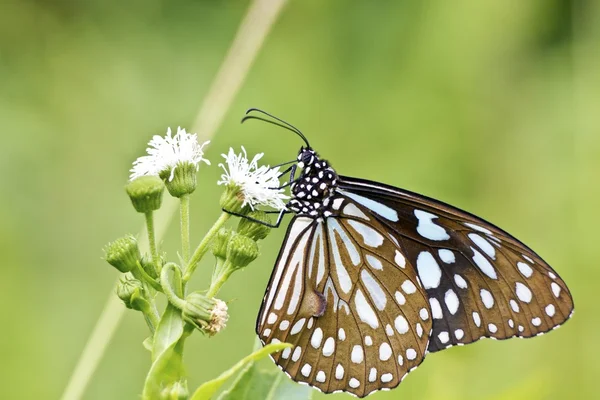 Vlinder — Stockfoto