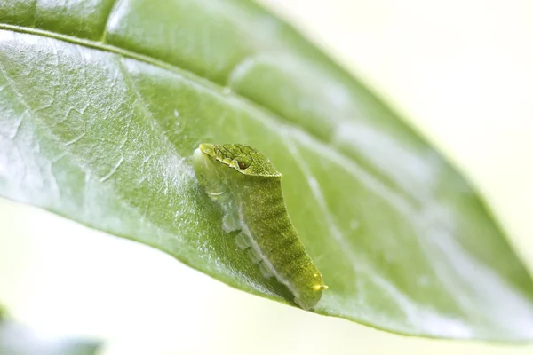 Kelebek larva — Stok fotoğraf