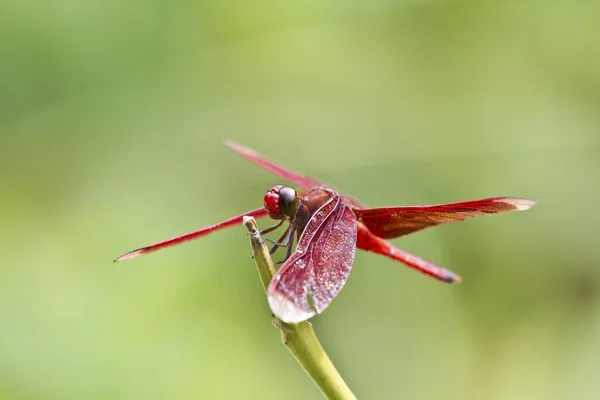Κόκκινο dragonfly — Φωτογραφία Αρχείου