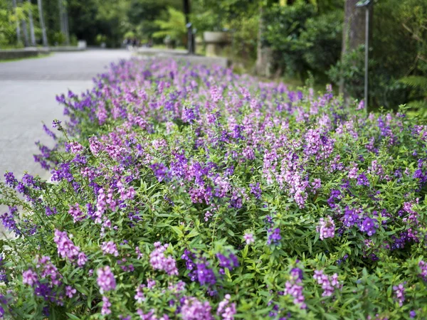 Fiori colorati — Foto Stock