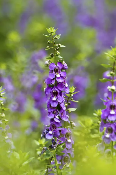 Salvia da giardino — Foto Stock