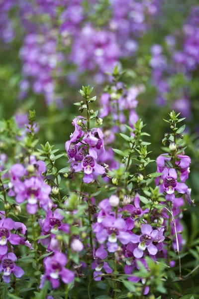 Salvia da giardino — Foto Stock