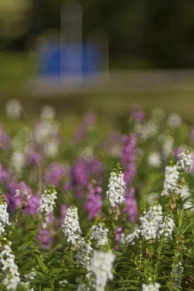 Garden sage — Stock Photo, Image