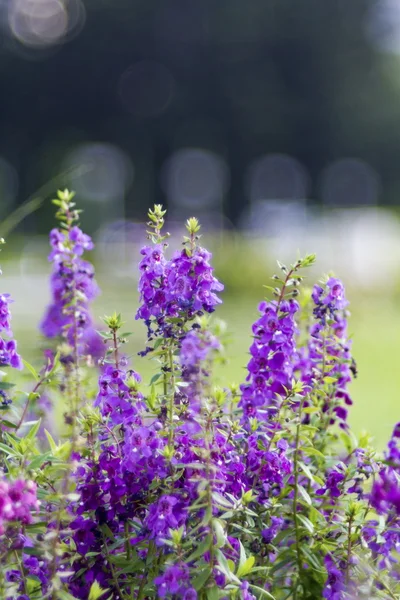 Salvia de jardín —  Fotos de Stock