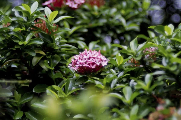 Ixora — Stock Photo, Image