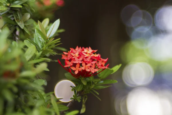 Ixora — Stock Photo, Image