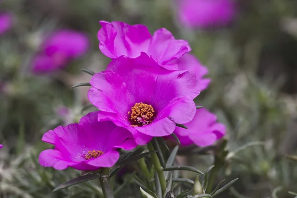 Colorful flower — Stock Photo, Image