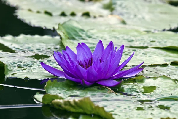 Water lilly — Stockfoto