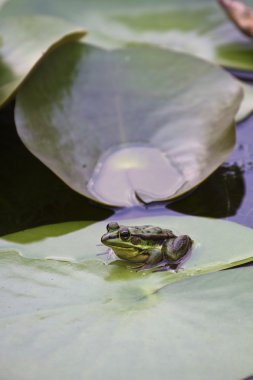 Yeşil gölet kurbağa