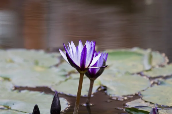 Lírio de água — Fotografia de Stock