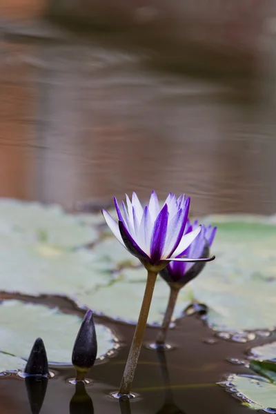 Vatten lilly — Stockfoto