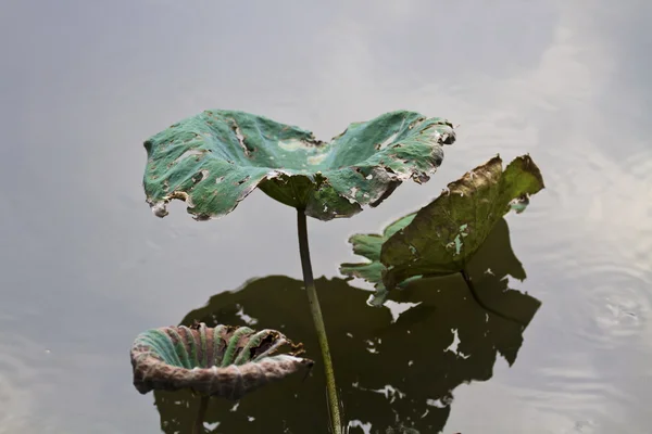 Folhas de lótus desbotadas — Fotografia de Stock