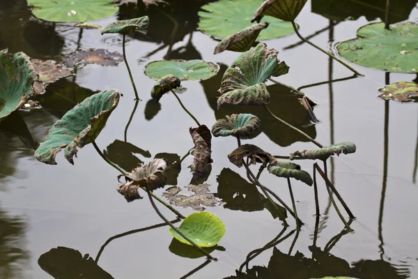 Lotus yaprağı soluk — Stok fotoğraf