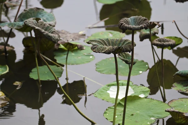 Feuilles de lotus fanées — Photo