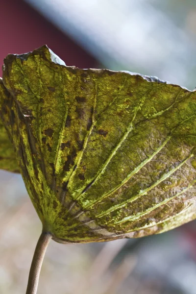 Выцветшие листья лотоса — стоковое фото