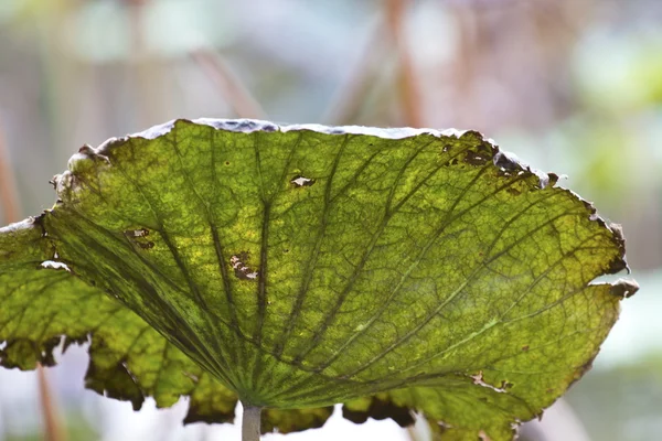 Foglie di loto sbiadite — Foto Stock