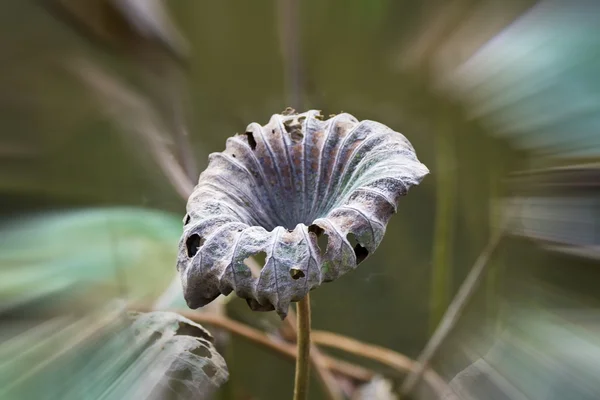 Hojas de loto descoloridas — Foto de Stock
