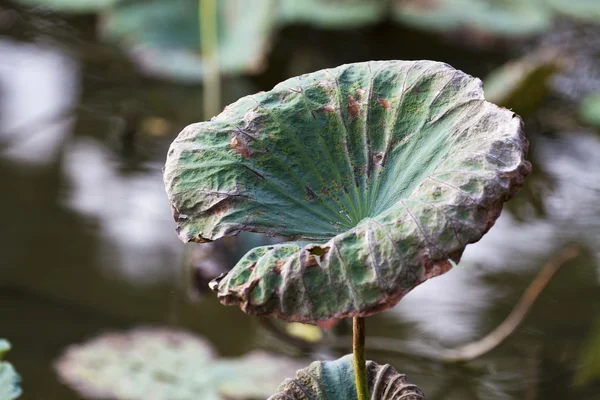 Lotus yaprağı soluk — Stok fotoğraf