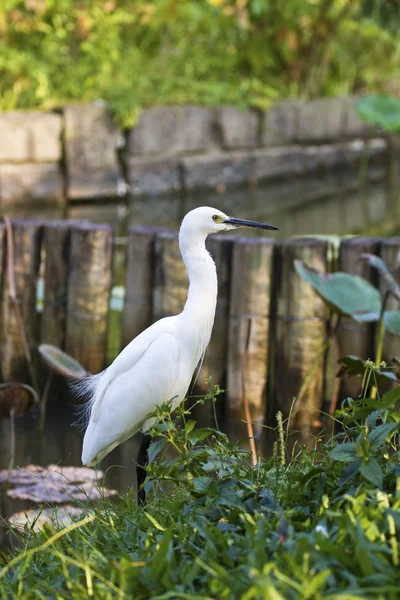 Little Egret — Stock Photo, Image